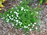 White Trailing Lantana